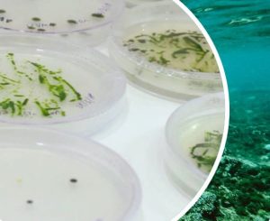 Graphic for the Algae Innovation Challenge