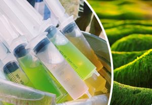 Graphic for the Algae Innovation Challenge