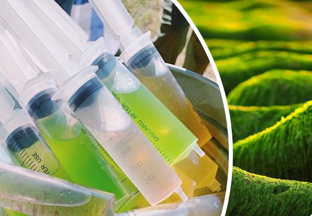 Graphic for the Algae Innovation Challenge