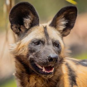 Sydney Zoo decoding the wild