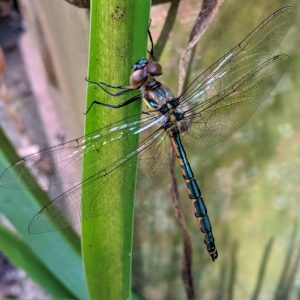 Dragonfly