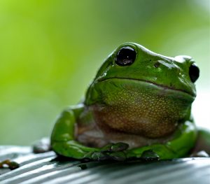 Frog icon
