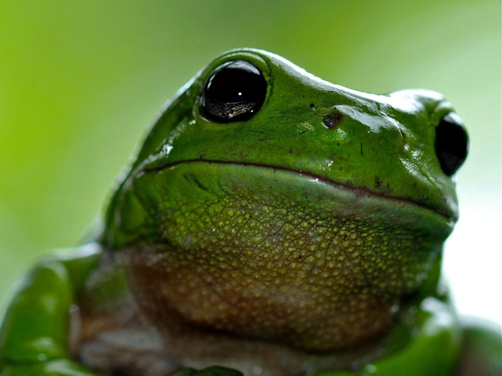 Frog icon