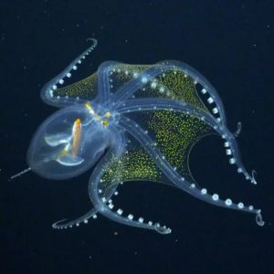 Glass Octopus Schmidt Ocean Institute