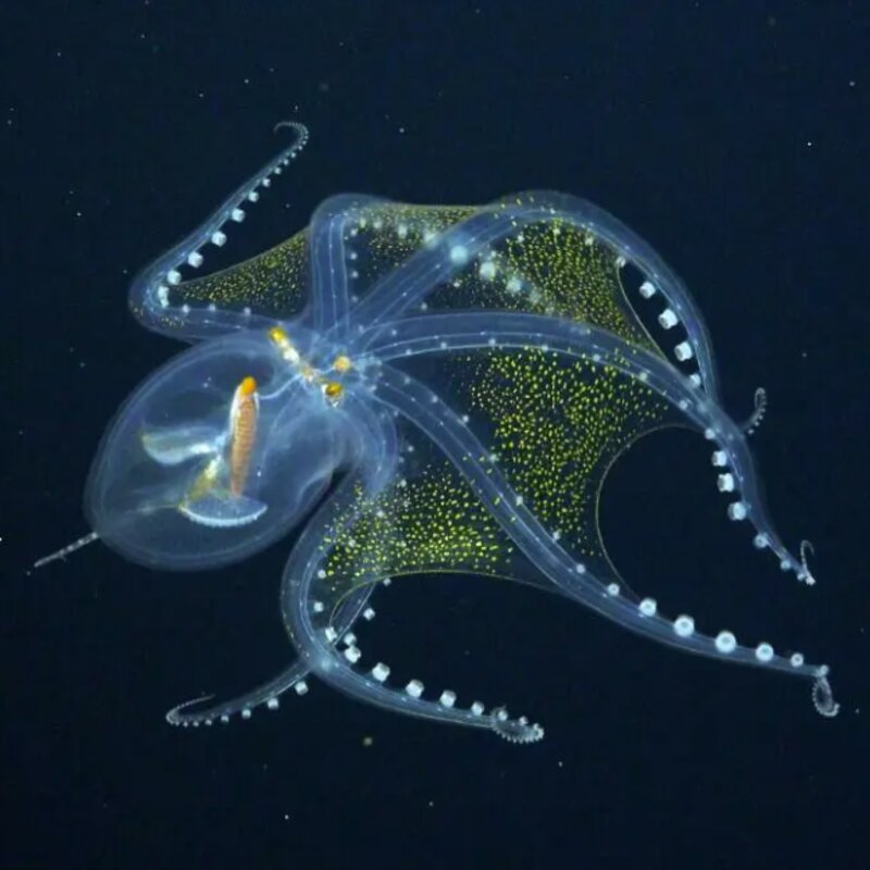 Glass Octopus Schmidt Ocean Institute