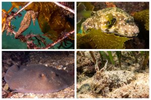 Clockwise: male White’s seahorse, stars and stripes puffer, mourning cuttlefish and common stingaree