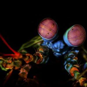 Mantis shrimp deep sea
