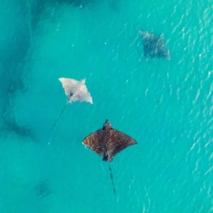 Ocean future stingray image