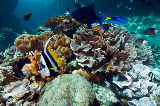 Great Barrier Reef