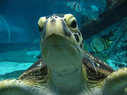 Close up of a Turtle for World turtle day
