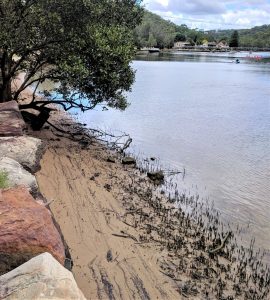 Mangroves on Georges River Sydney